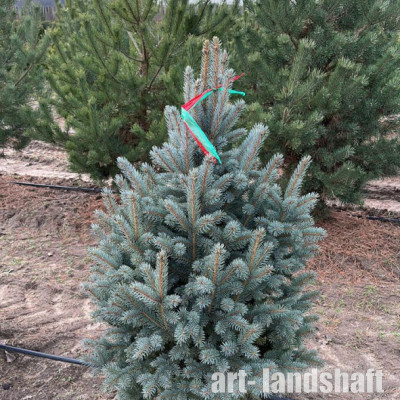 ��� �������  "Fastigiata SDL 2" (���������� ���2) - ����-��������