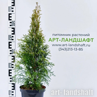 ��� �������� "Smaragd" (�������) - ����-��������