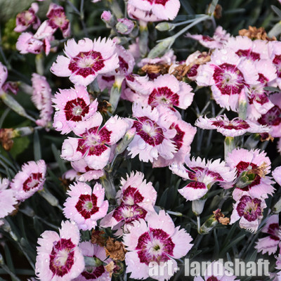 �������� ������� Ruby Snow ("���� ����") - ����-��������