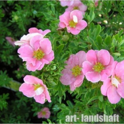 �������� ������������� "Lovely Pink" (����� ����) - ����-��������