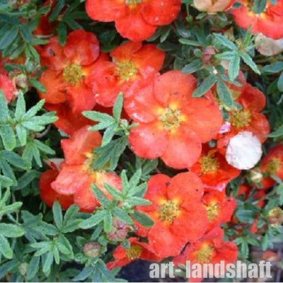 �������� ������������� "Red Ace" (��� ���) - ����-��������