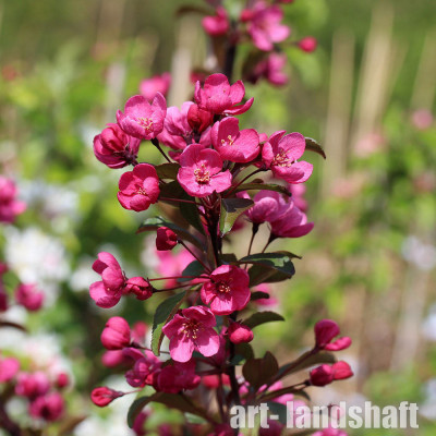 ������ "Prairiefire" (�����������) - ����-��������