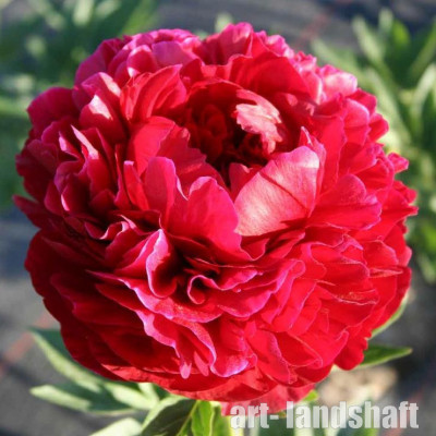 ���� ��������������� "Henry Bockstoce" (����� �������)  - ����-��������