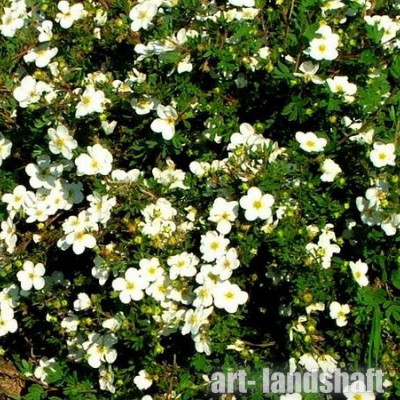 �������� ������������� "White Lady" (���� ����) - ����-��������