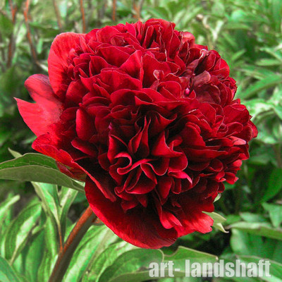  ���� ���������������� "Red grace" (��� �����) - ����-��������