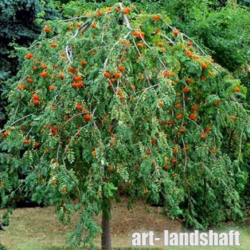 ������ ������������ "Pendula" (�������) - ����-��������