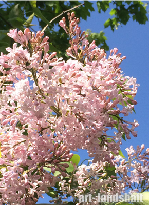 ������ ������������ California Rose ("���������� ����") - ����-��������