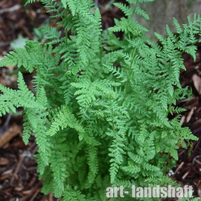��������� "Woodsia obtusa" (������� ������) - ����-��������