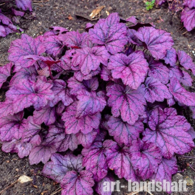 ������� "Plum Royale" (���� ����) - ����-��������
