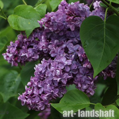 ������ ������������ Violetta ("��������") - ����-��������