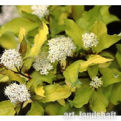 ����� ����� "Aurea" (�����) - ����-��������