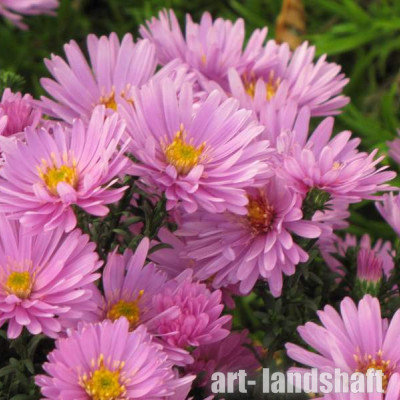  ����� ������������� �Rosenwichtel� (������������)  - ����-��������