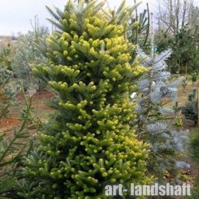 ����� ��������� "Aurea" (�����) - ����-��������