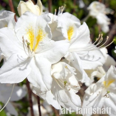 ������ (�����������) "Oxydol" (�������) - ����-��������