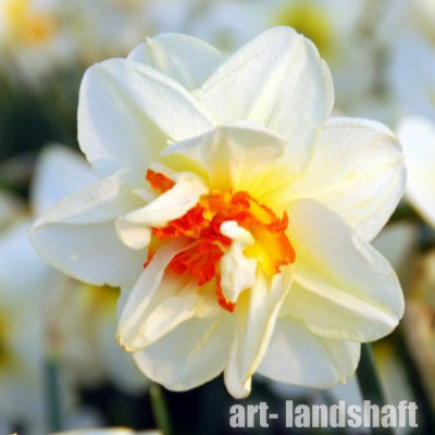 ������� �������� "Flower Drift"(������ �����) - ����-��������