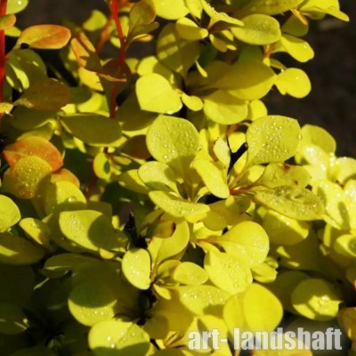 �������� �������� "Aurea" (�����) - ����-��������