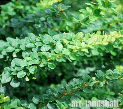 �������� �������� "Green Ornament" (���� ��������) - ����-��������