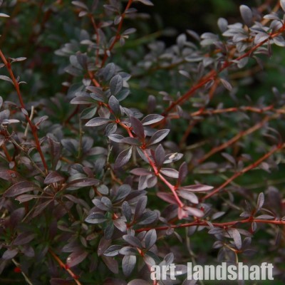 �������� �������� "Red Dream" (��� ����) - ����-��������
