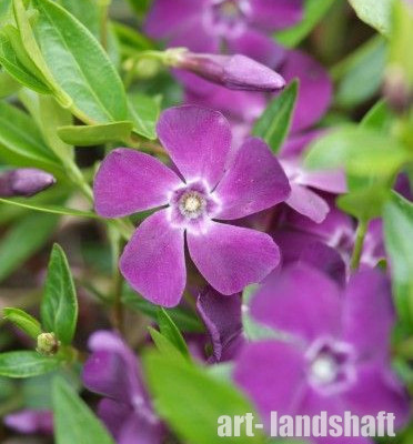 �������� ����� "Atropurpurea" (������������) - ����-��������