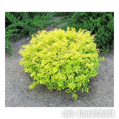 �������� �������� "Golden Zwerg" (������ �����) - ����-��������
