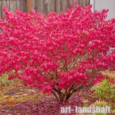 ��������� ����������� "Red Cascade" (��� ������) - ����-��������