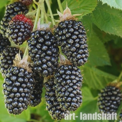 ������� "Black Butte C2L" (���� ���� �2�) - ����-��������