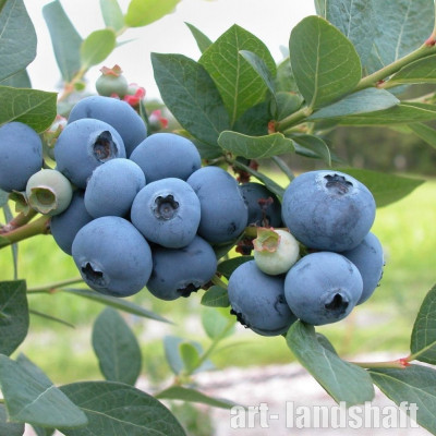 �������� ������������ Bluejay ("�������") - ����-��������