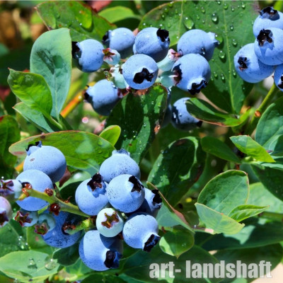 �������� ������������ Blueray ("������") - ����-��������