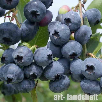 �������� ������������ Blue Suede ("��� ����") - ����-��������