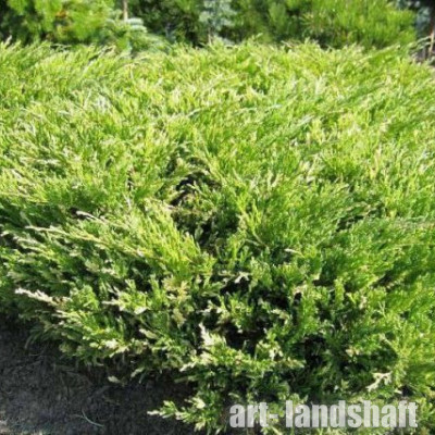 ������������ ��������������  "Andora Variegata" (������� ���������)   - ����-��������