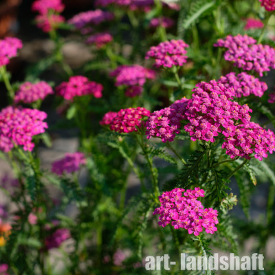 ������������� ������������ "Cerise Queen" (������ ����) - ����-��������