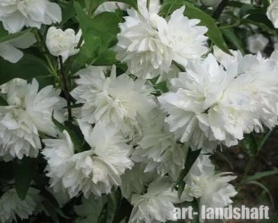 �������� "Snowbelle" (��������) - ����-��������
