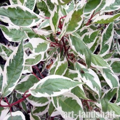 ����� ����� "Elegantissima" (�������������) - ����-��������