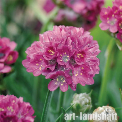 ������� ���������� Morning Star  Deep Rose ("������ ���� ��� ����") - ����-��������