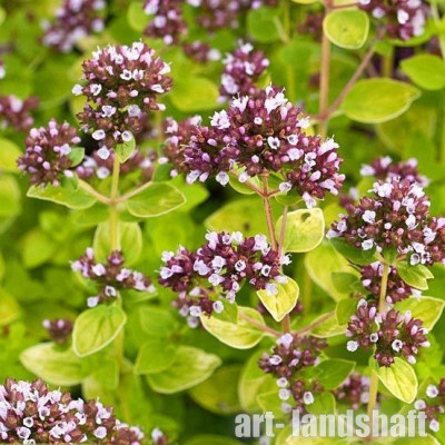 ������ ������������ "Aureum" (������) - ����-��������