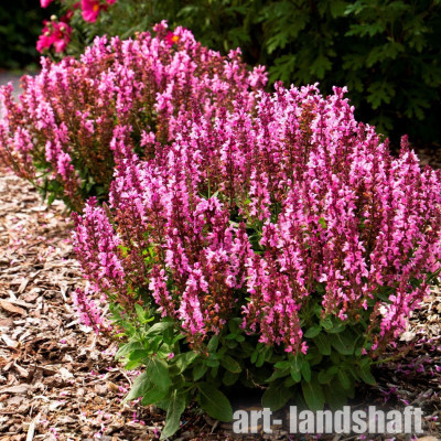 ������ ��������� "Queen Rose" (���� ����) - ����-��������