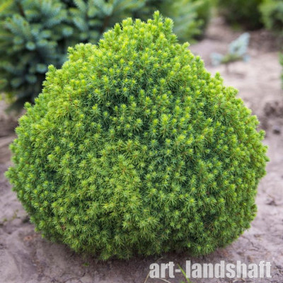 ��� ��������� Alberta Globe ("�������� �����") - ����-��������