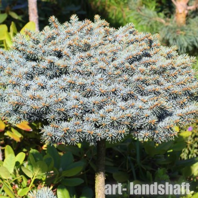 ��� ������� "Blaukissen" (����������)  - ����-��������