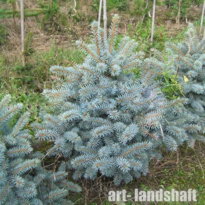 ��� ������� ������� "Blue Trinket" (��� ������) - ����-��������