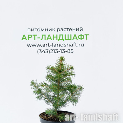 ��� ������� ������� "Glauca Kaibab" (������ ������) - ����-��������