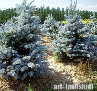 ��� ������� ������� "Misty Blue" (����� ���) - ����-��������