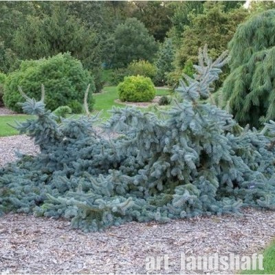 ��� ������� ������� "Glauca Prostrata" (������ ���������) - ����-��������