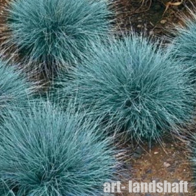 �������� ����� "Elijah Blue" (������� ���) - ����-��������