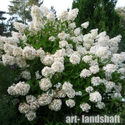 ��������� ����������� "Grandiflora" (�����������) - ����-��������