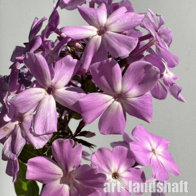 ����� ����������� "Madame Dr. Charcot" (����� ��. �����) - ����-��������