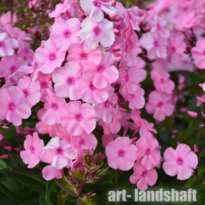 ����� ����������� Sweet Summer Fragrance ("���� ������ ��������") - ����-��������