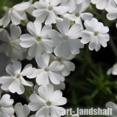 ����� ���������� "White" (����) - ����-��������