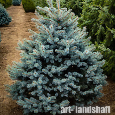��� ������� ������� "Super Blue Seedling" (����� ��� �������) - ����-��������