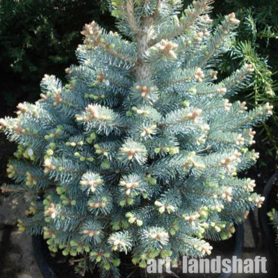����� ����������� "Glauca" (������) - ����-��������