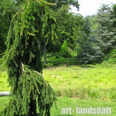 ��� �������� "Pendula" (�������) - ����-��������